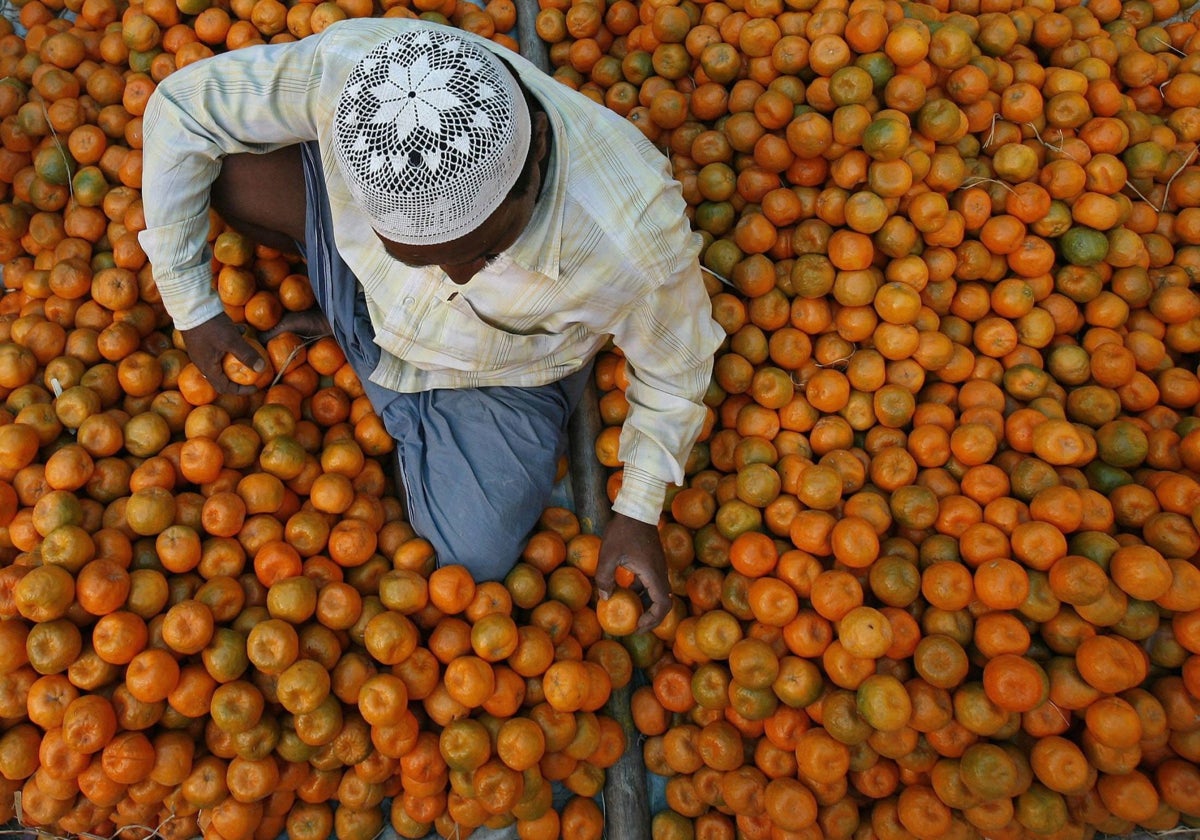 Cargamento de naranjas.