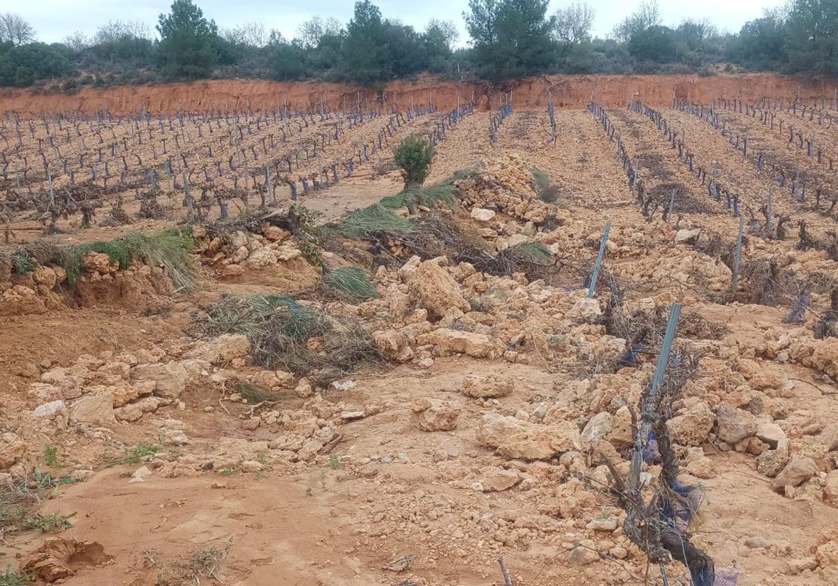 Daños en un campo de vid.