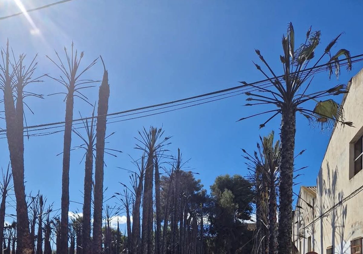 Palmeras calcinadas frente a la alquería de Armela.