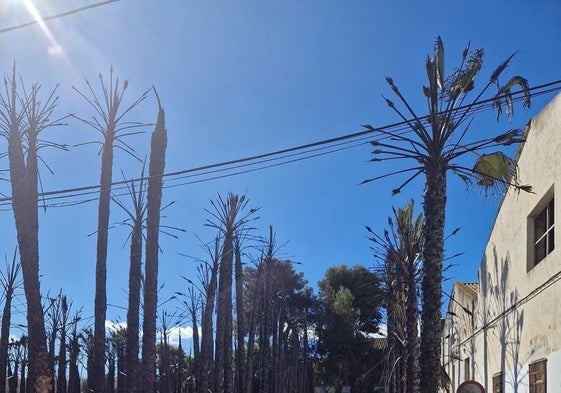 Palmeras calcinadas frente a la alquería de Armela.