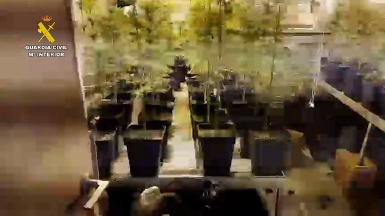 Plantación hallada en el interior de la vivienda del barrio de La Torre de los detenidos.