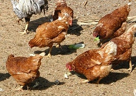 Gallinas, en imagen de archivo.