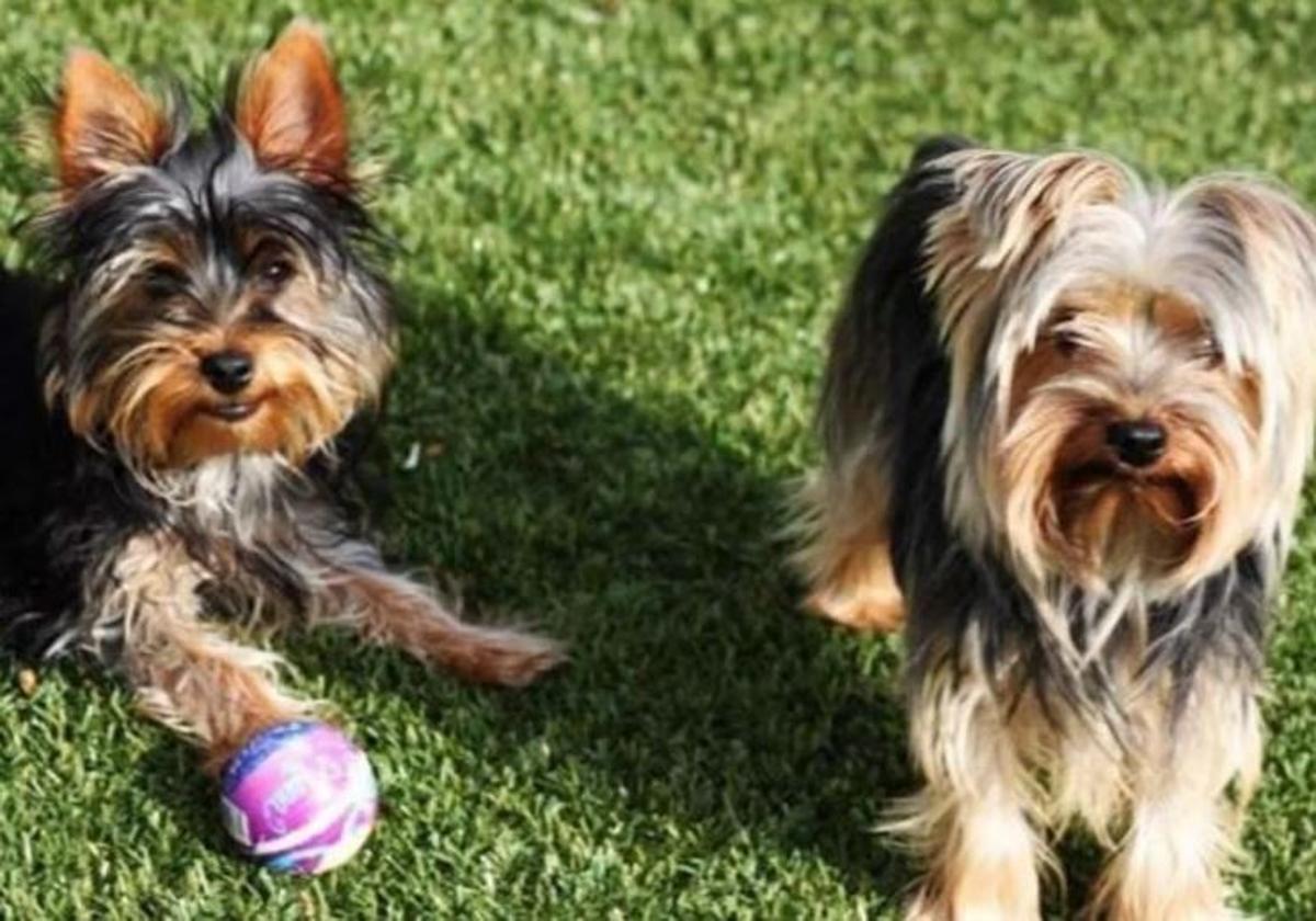 Dos perros yorkshire, de la misma raza que los que tiró la mujer por la ventana.