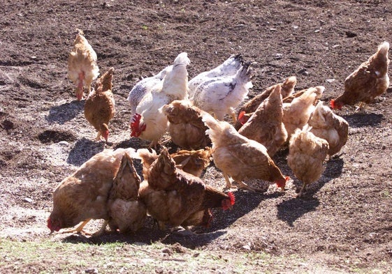 Gallinas, en una imagen de archivo.
