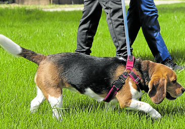 Adiós a los perros de siempre: los científicos detectan una evolución y avisan de que hay que ponerse las pilas