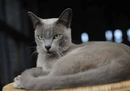 Así intentan los gatos dominar a sus dueños sin que se den cuenta