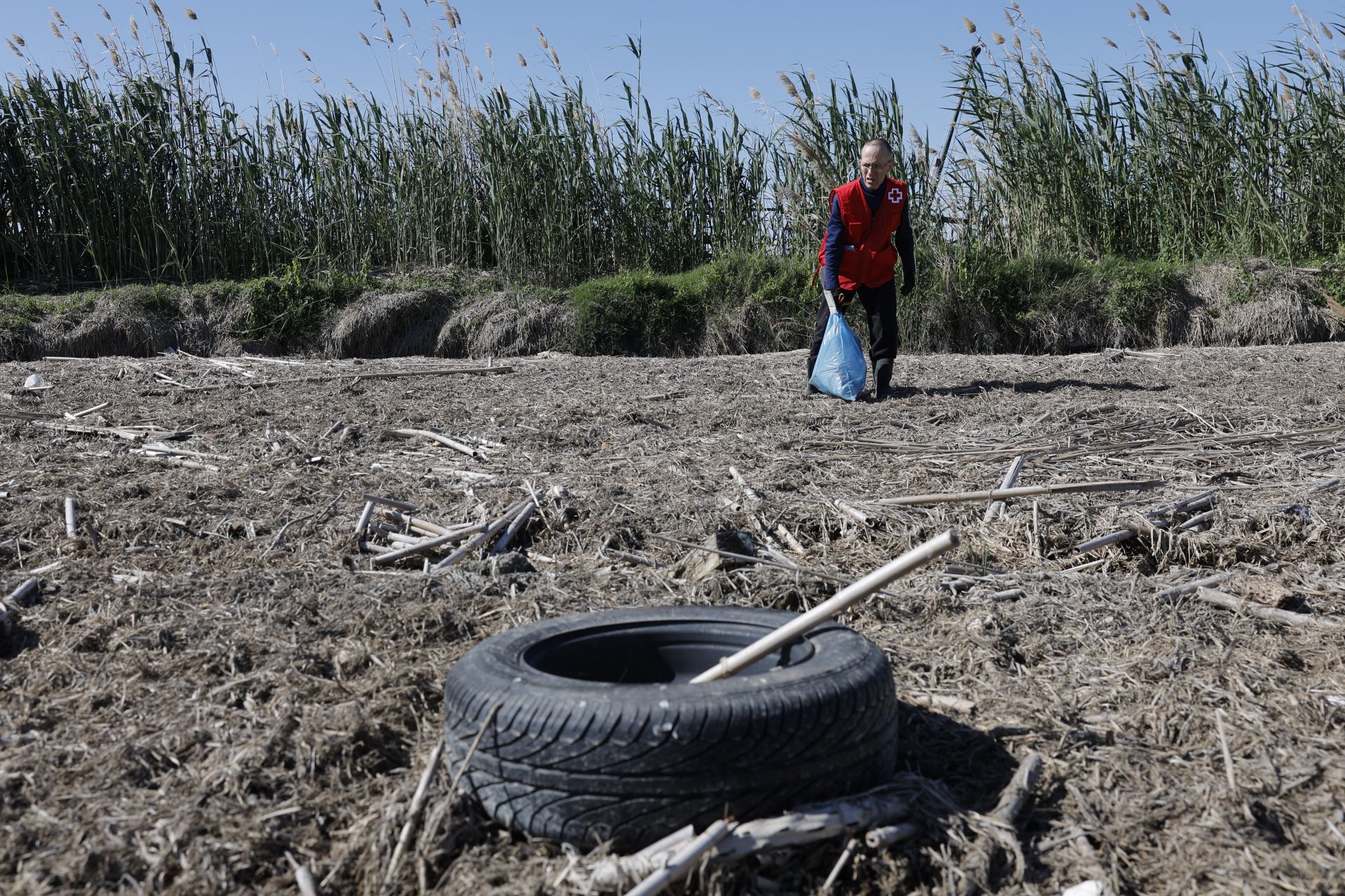 FOTOS | Así se limpia a mano un arrozal de la Albufera