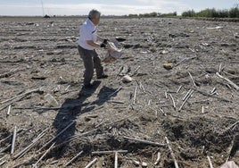 FOTOS | Así se limpia a mano un arrozal de la Albufera