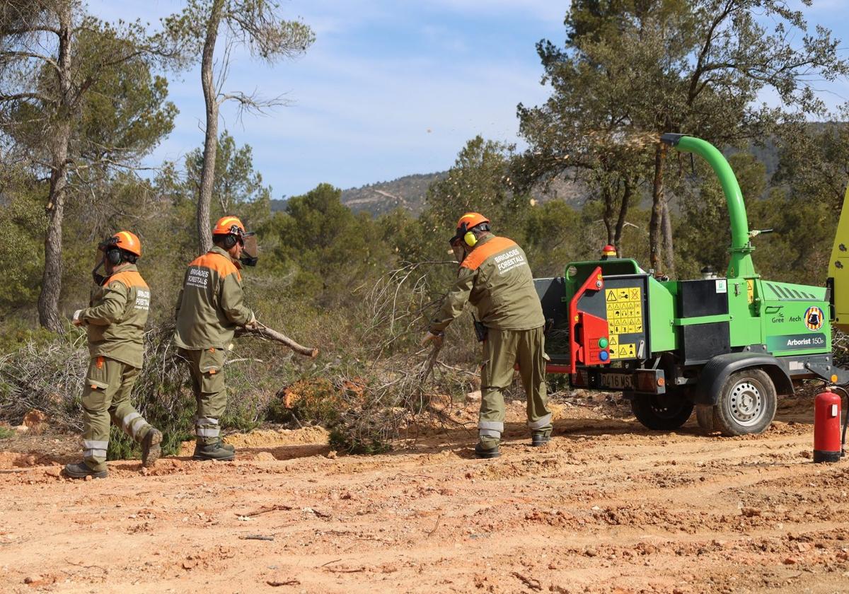 Las brigadas forestales abren cortafuegos de 30 metros de anchura en Utiel