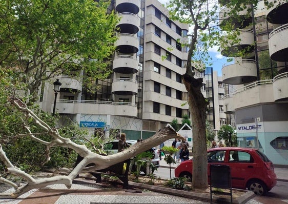 Uno de los árboles caídos a causa del viento, este sábado, en Gandia.