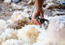 Un esquilador retira la lana de una oveja, que después será usada en la industria textil.