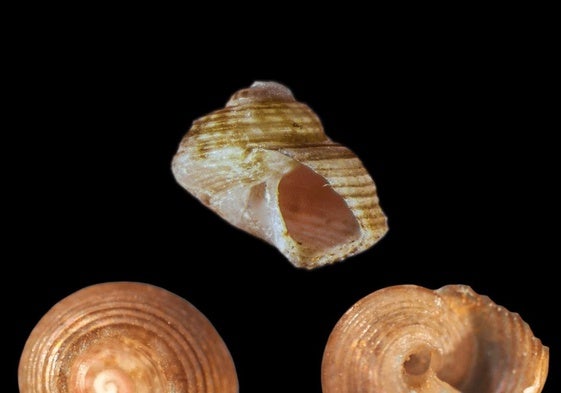 Imagen del molusco publicada por el Oceanogràfic.