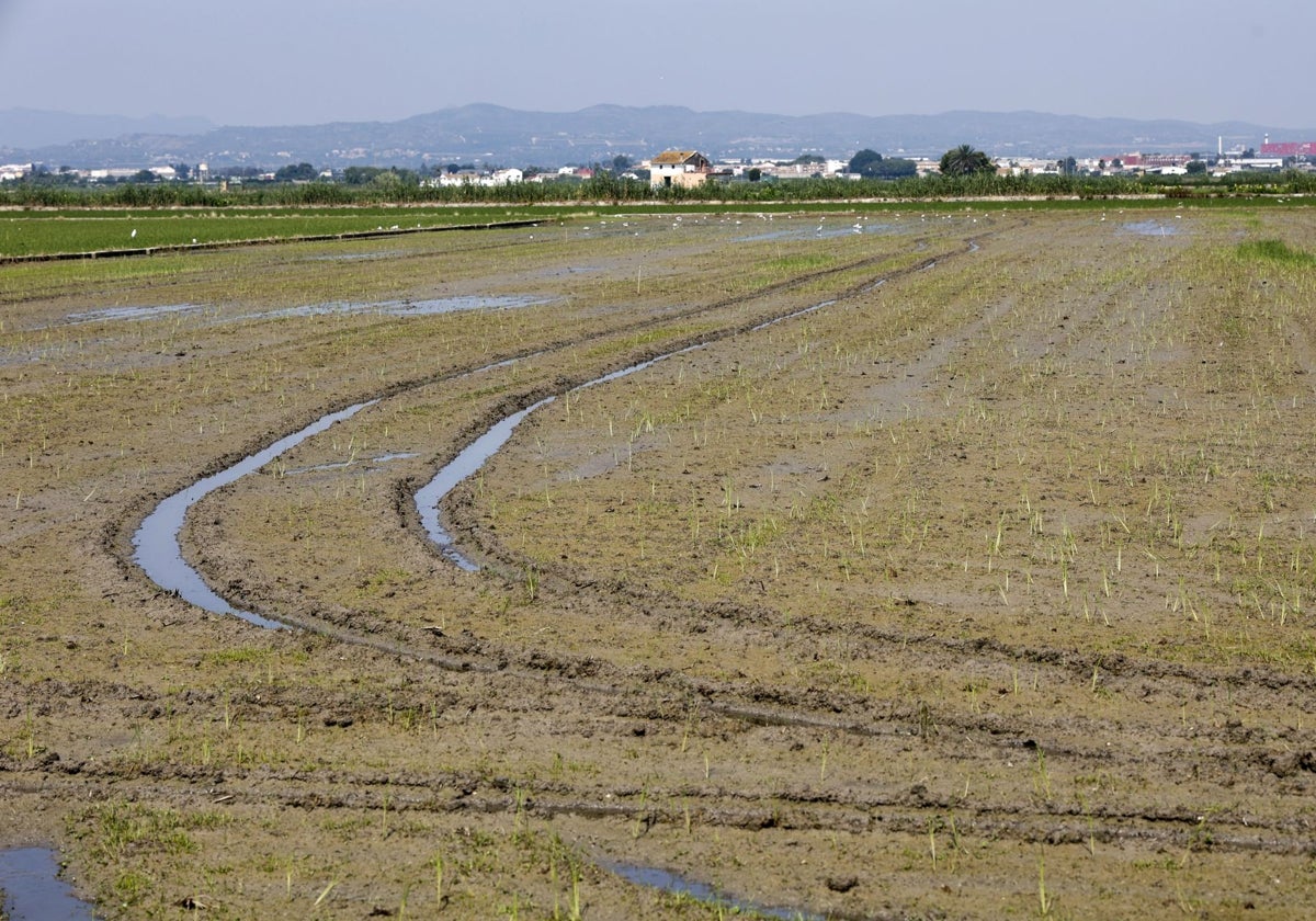Los arroceros de la Albufera se quedan sin helicóptero para fumigar este verano por las trabas burocráticas