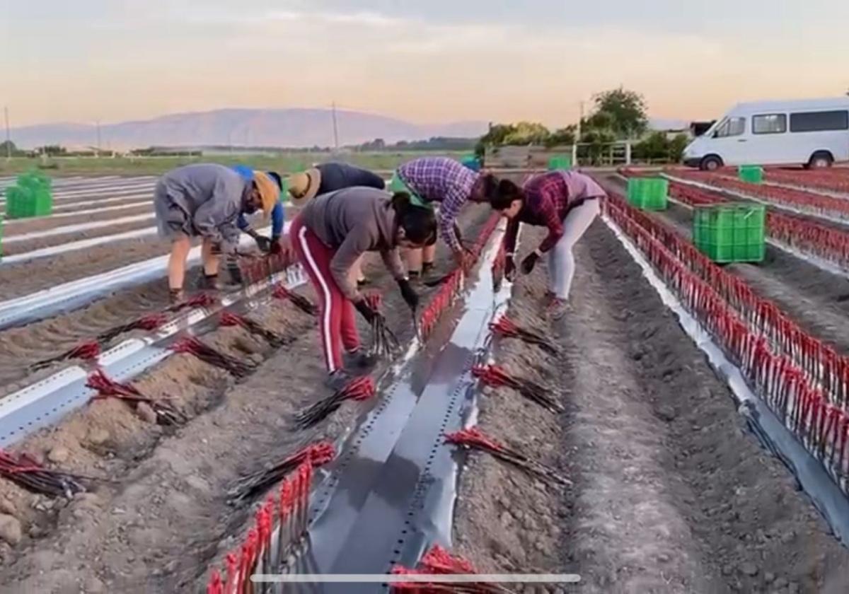 Aielo de Malferit lidera la producción española de plantas de vid