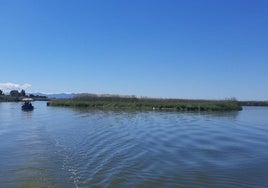 Mata de vegetación flotante por la Albufera como consecuencia de la dana.