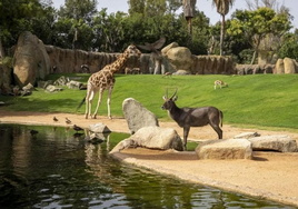 Gana dos entradas para disfrutar de un día en BIOPARC Valencia