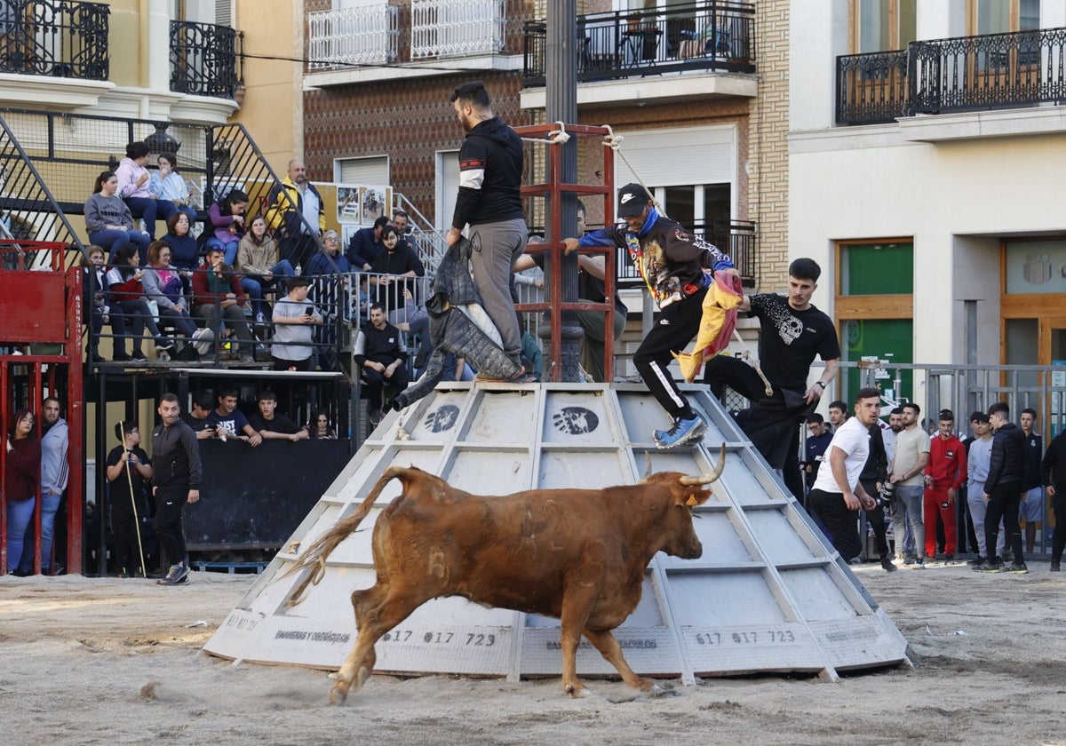Condenan a una peña taurina de Massalfassar por estafar a un ganadero al no pagarle las reses