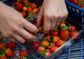 Ni en la nevera ni en el frutero: el lugar donde conservar las fresas y que no se pudran