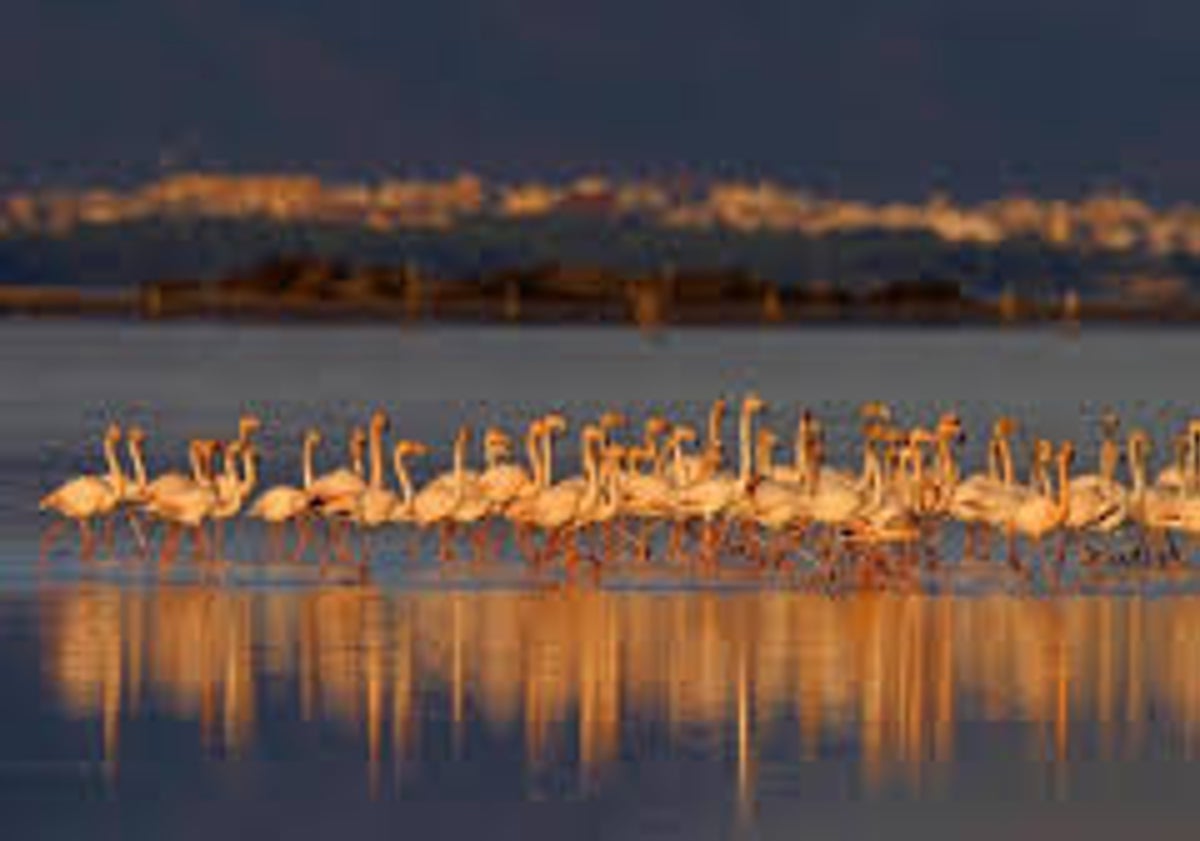 Imagen principal - Imágenes del Delta del Ebro, Santoña e Islas Atlánticas, tres valiosos humedales españoles.