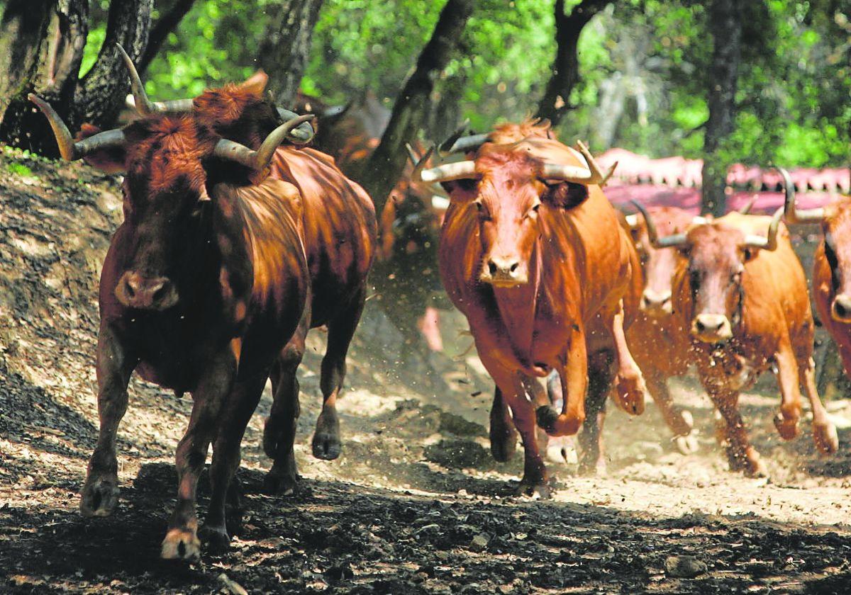 Nueve vacas bravas se escapan de un camión de ganado en la CV-10 a la altura de La Salzadella