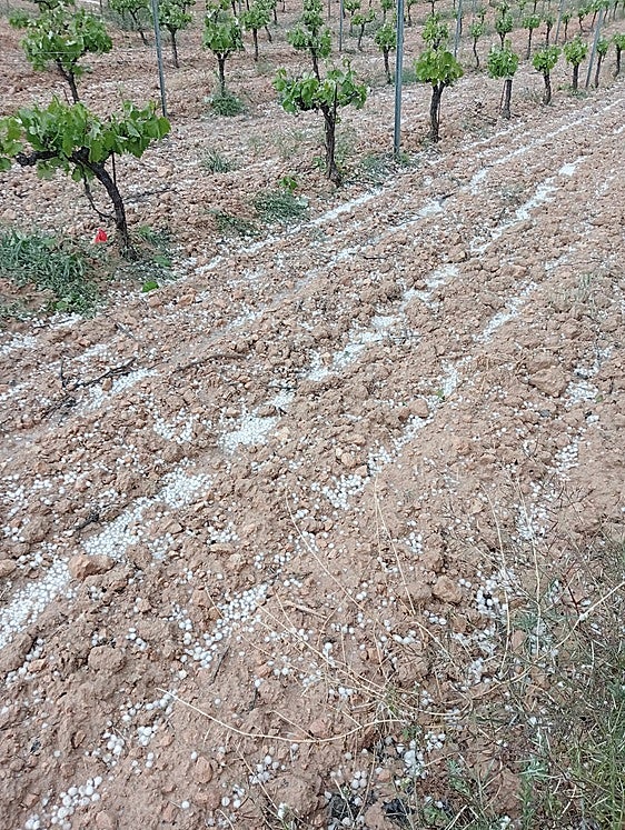 Viñas dañadas en la zona de Requena-Utiel.