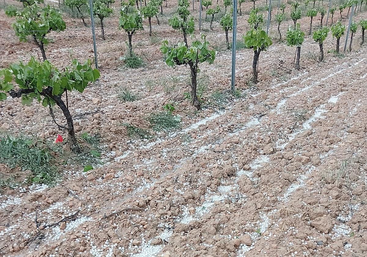 Viñas dañadas en la zona de Requena-Utiel.