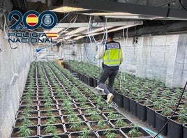 Interior de la plantación.