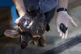 Un técnico muestra dos tortugas.