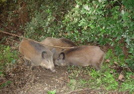Un grupo de jabalíes en un campo.