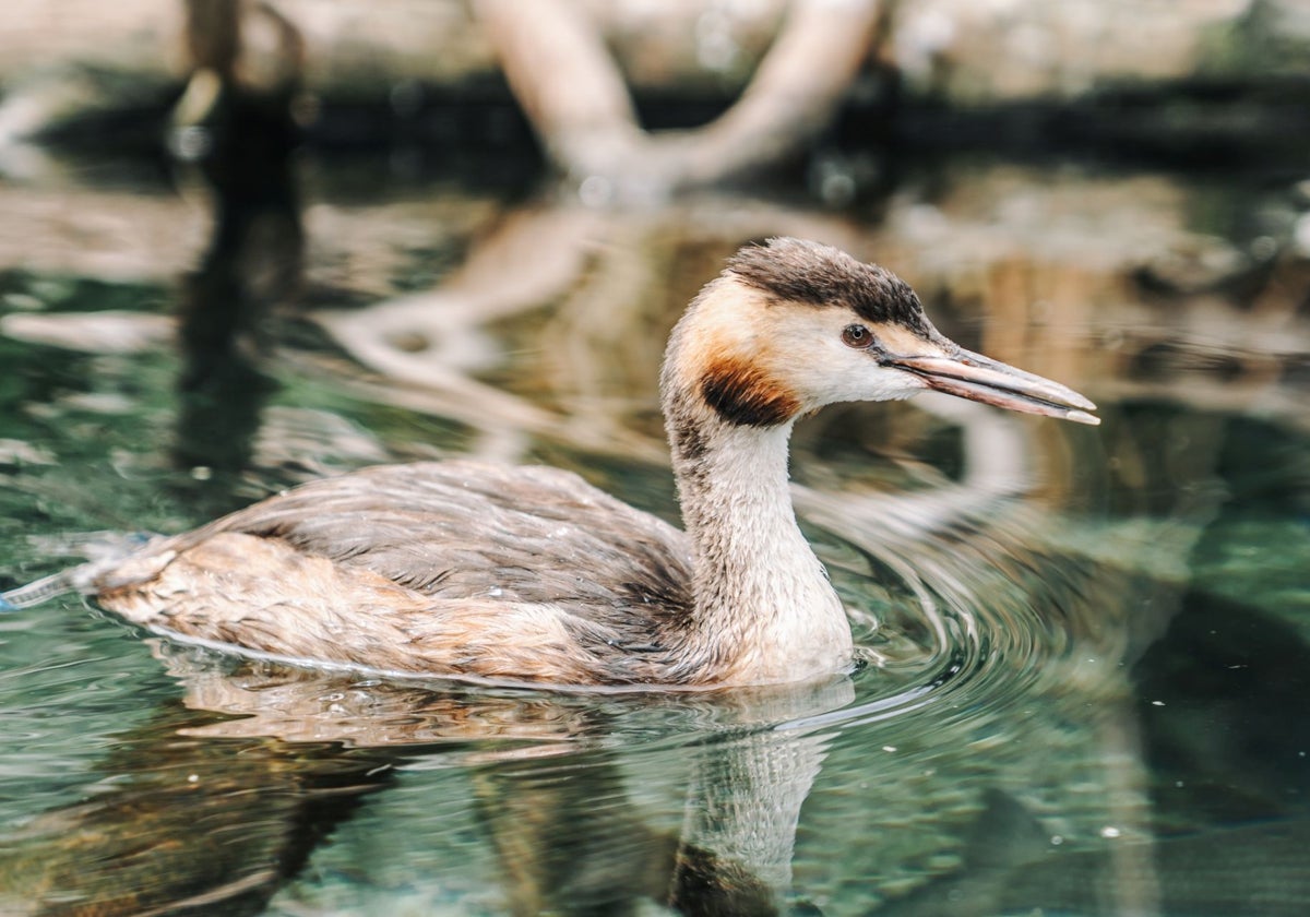 Un somormujo, la nueva especie que habitará en el Oceanogàfic.