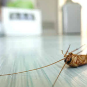 Una cucaracha en la cocina en una imagen de archivo.