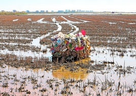 Estado de los arrozales en Massanassa el pasado enero.