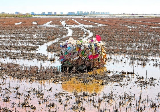 Estado de los arrozales en Massanassa el pasado enero.