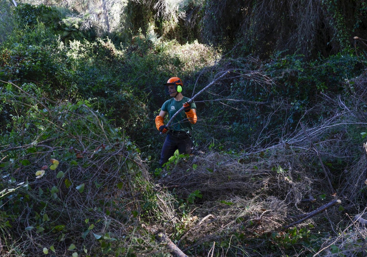 El Ayuntamiento de Valencia busca empresas para limpiar los montes de la Devesa
