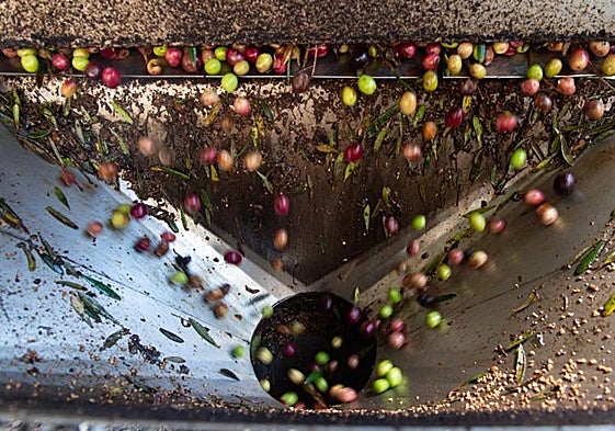 Aceituna procedente de Extremadura.