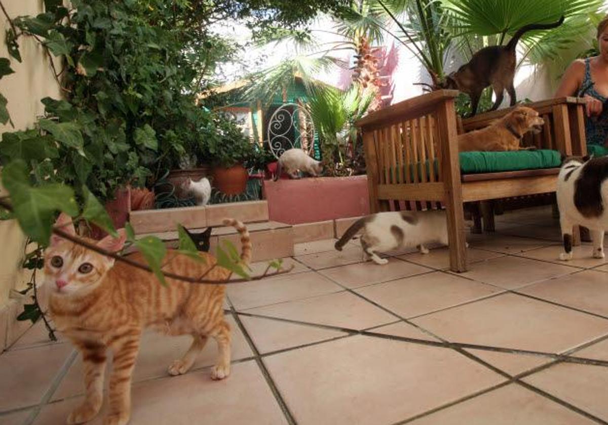 Gatos en una vivienda, en una imagen de archivo.