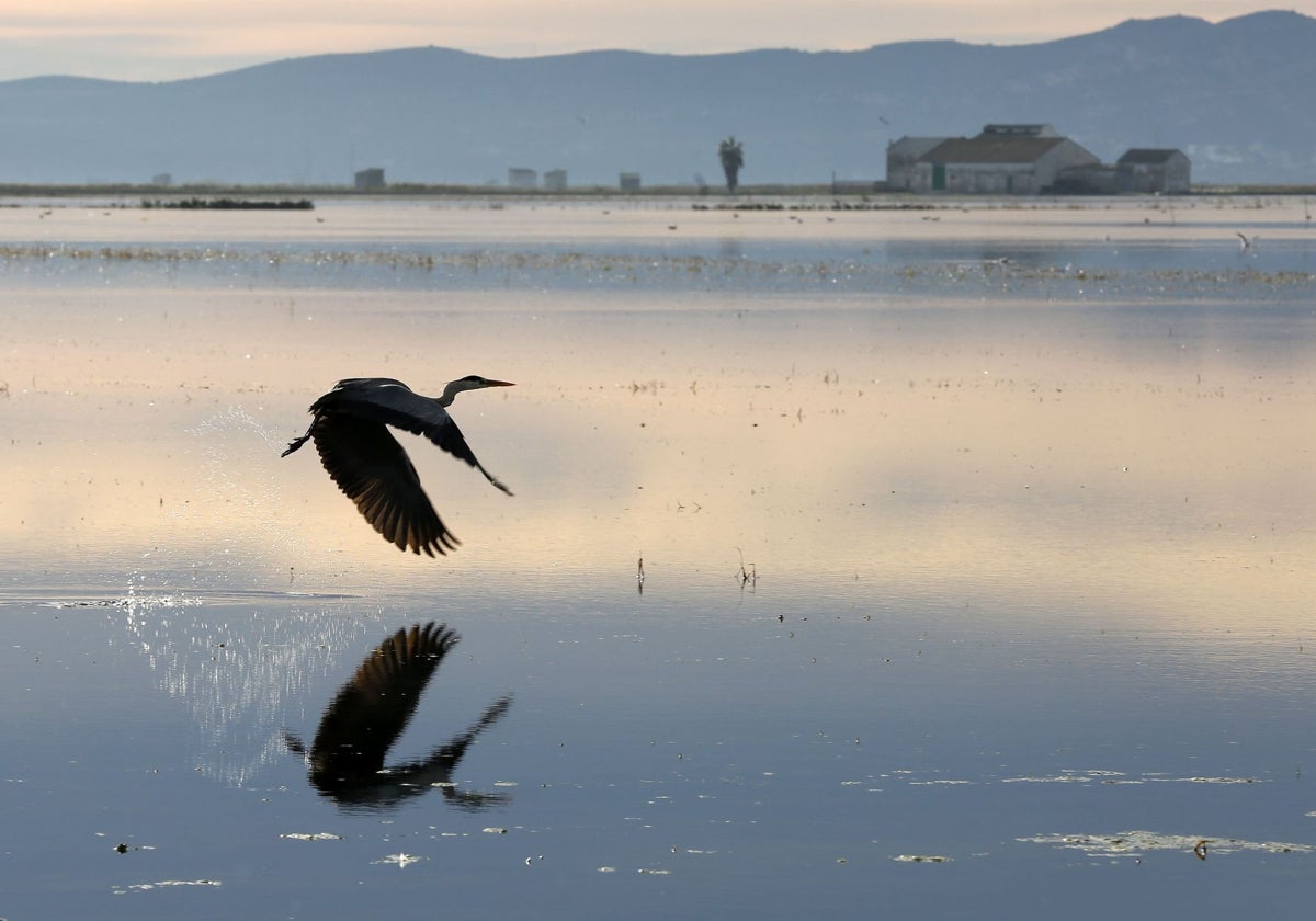 El nuevo manifiesto por la Albufera