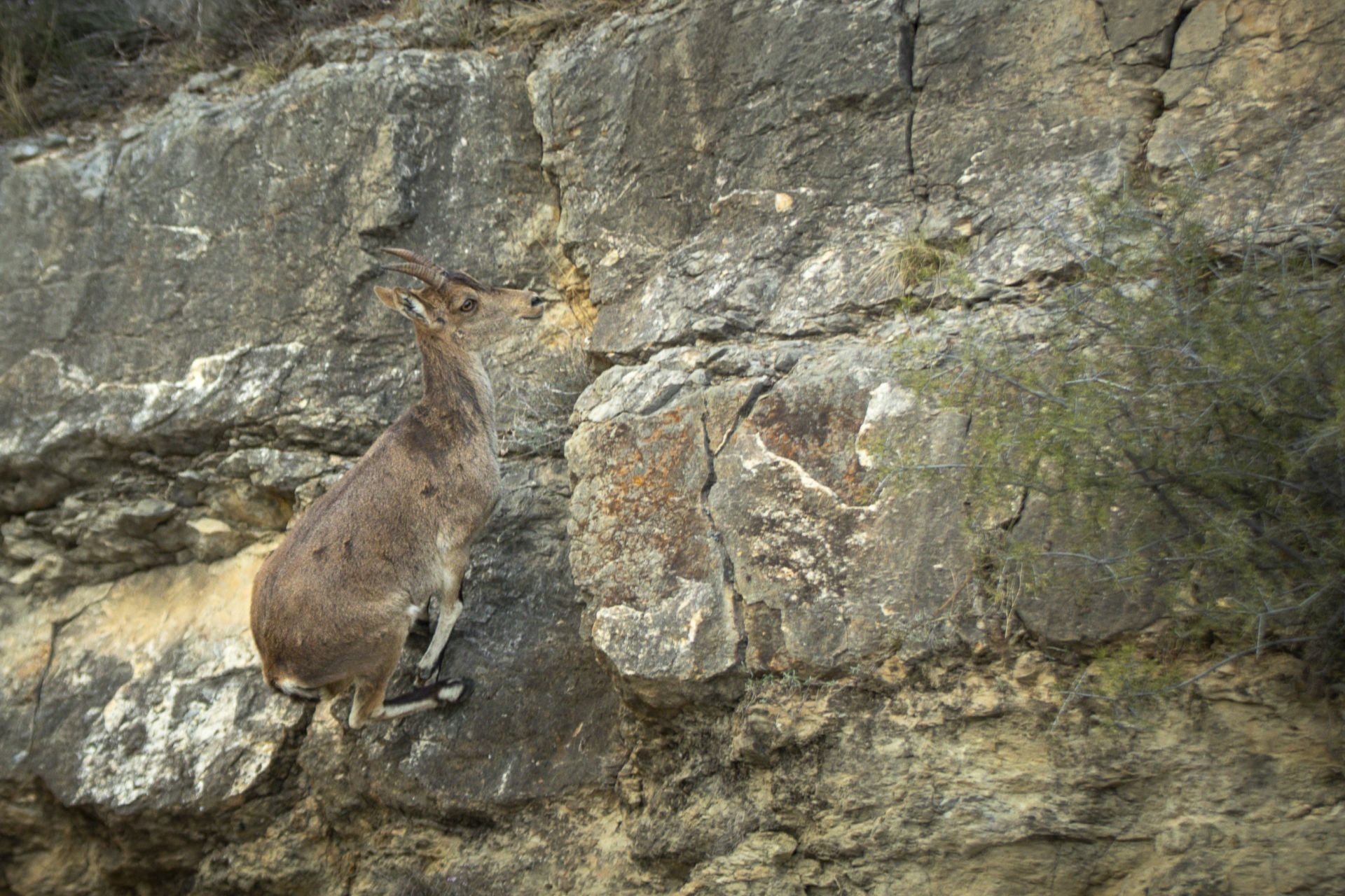 FOTOS | Las cabras montesas invaden Jérica