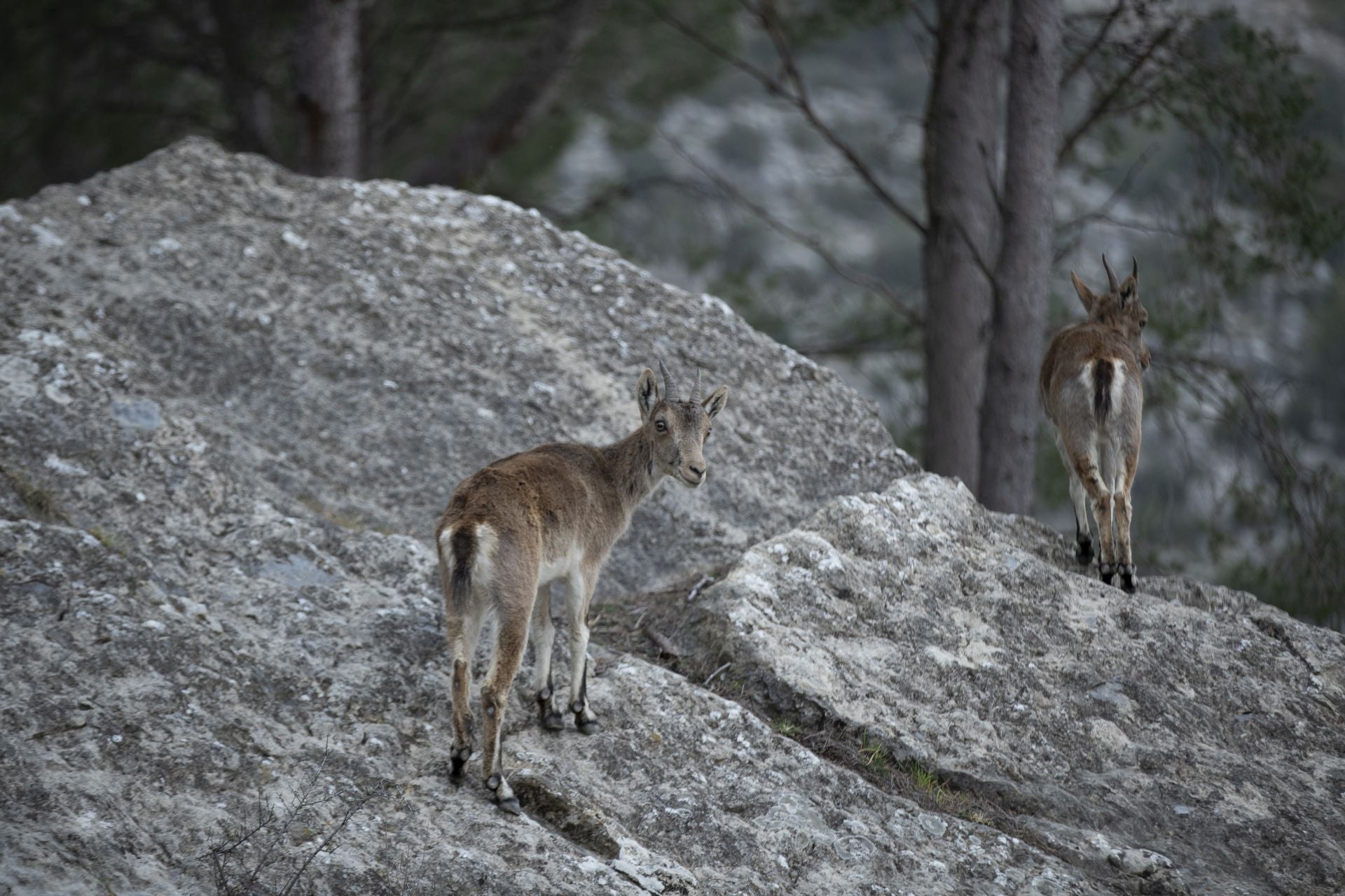 FOTOS | Las cabras montesas invaden Jérica