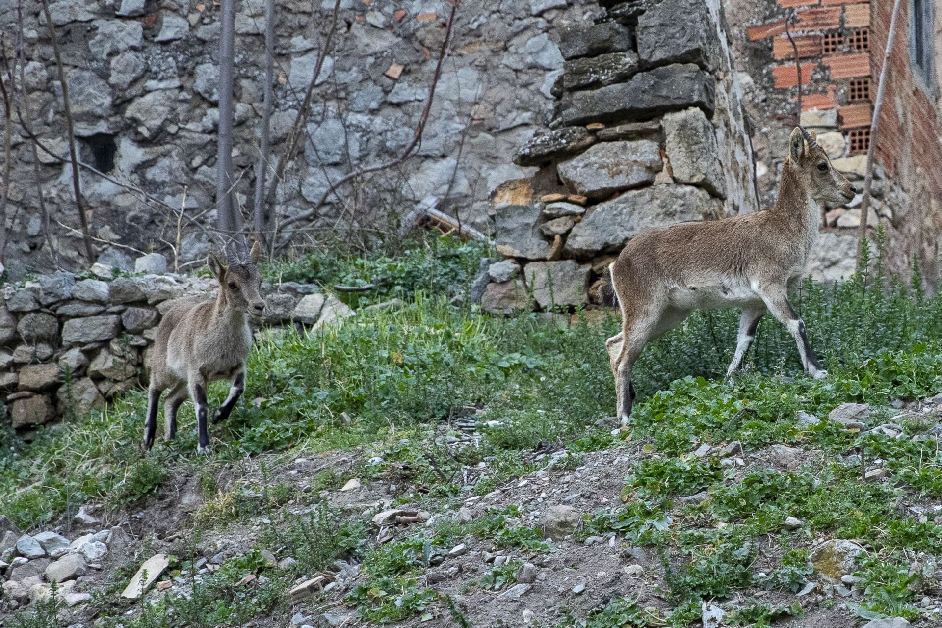 FOTOS | Las cabras montesas invaden Jérica