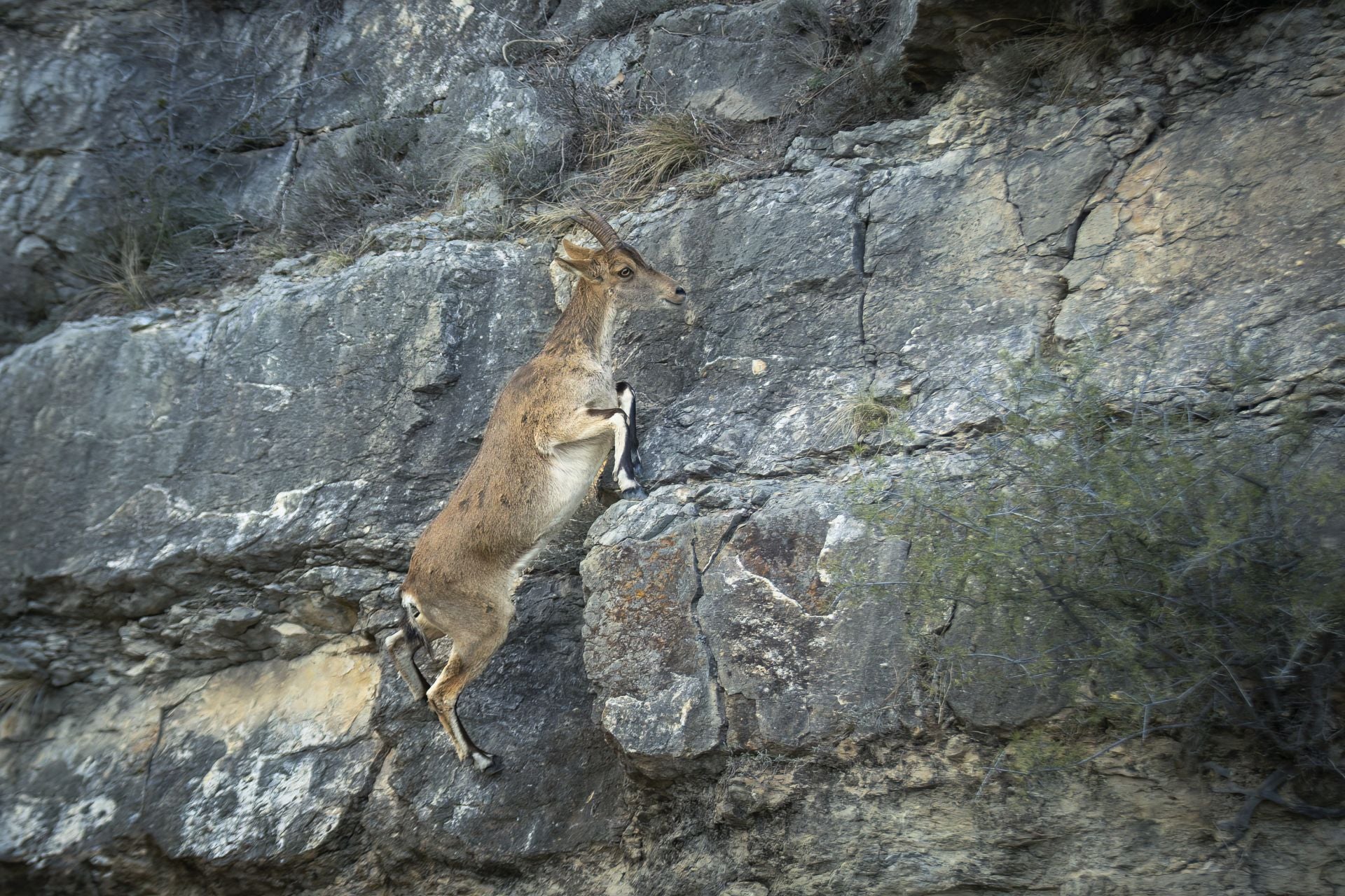 FOTOS | Las cabras montesas invaden Jérica