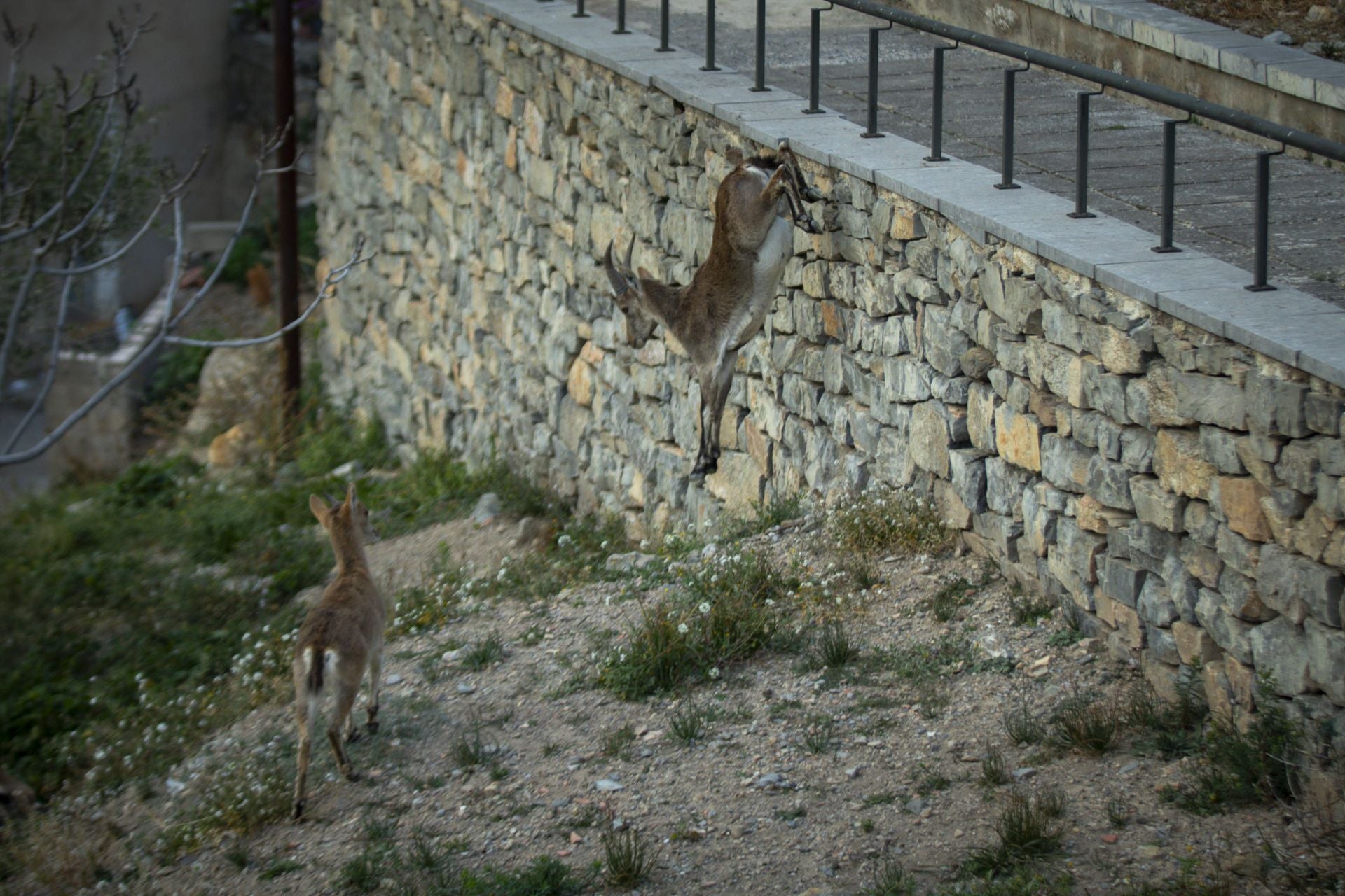 FOTOS | Las cabras montesas invaden Jérica
