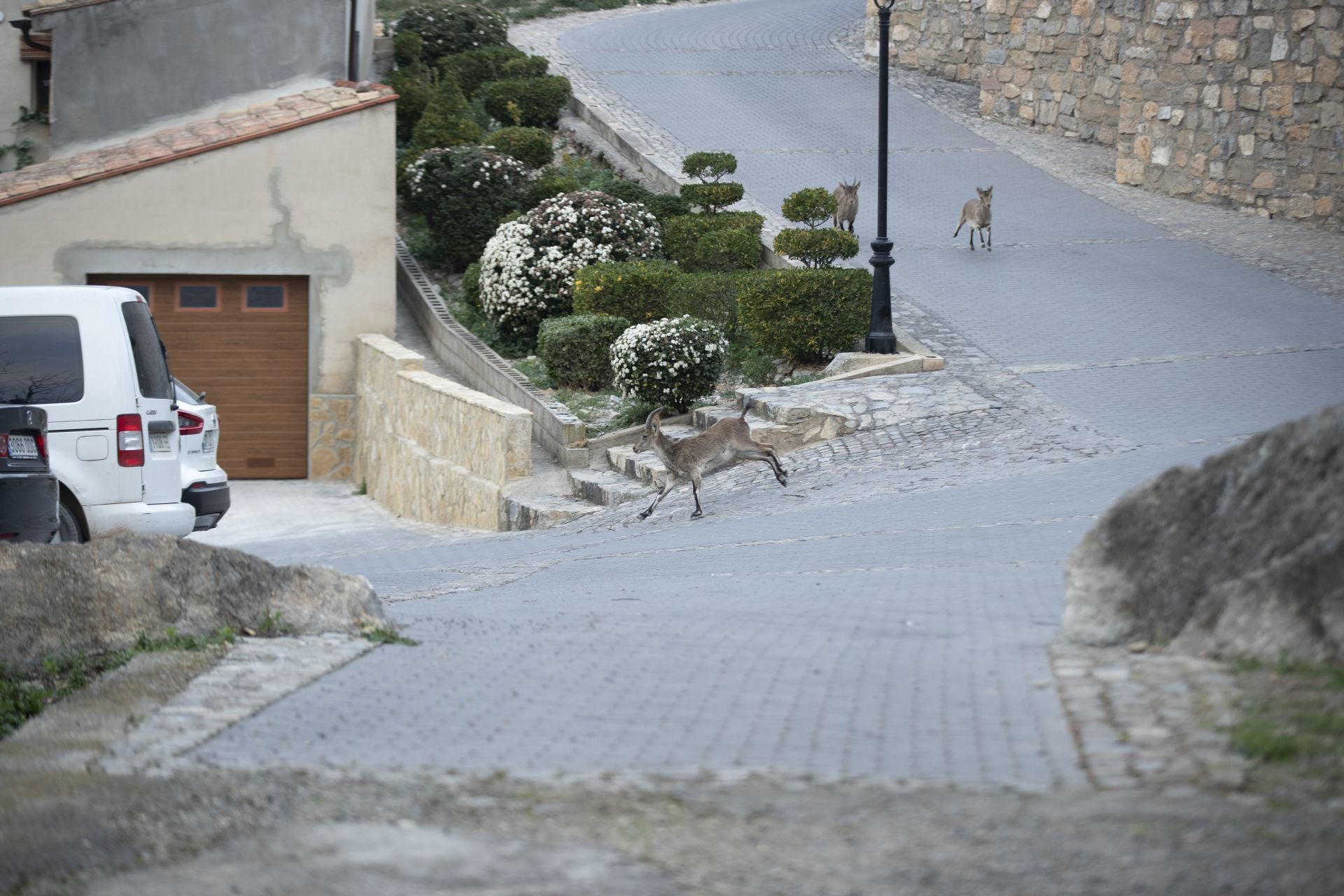 FOTOS | Las cabras montesas invaden Jérica
