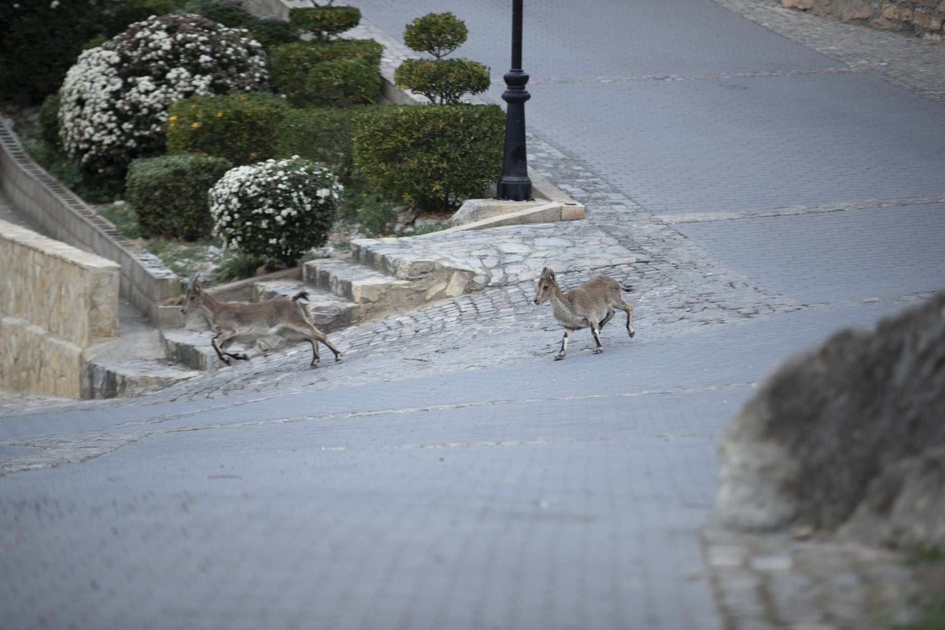 FOTOS | Las cabras montesas invaden Jérica