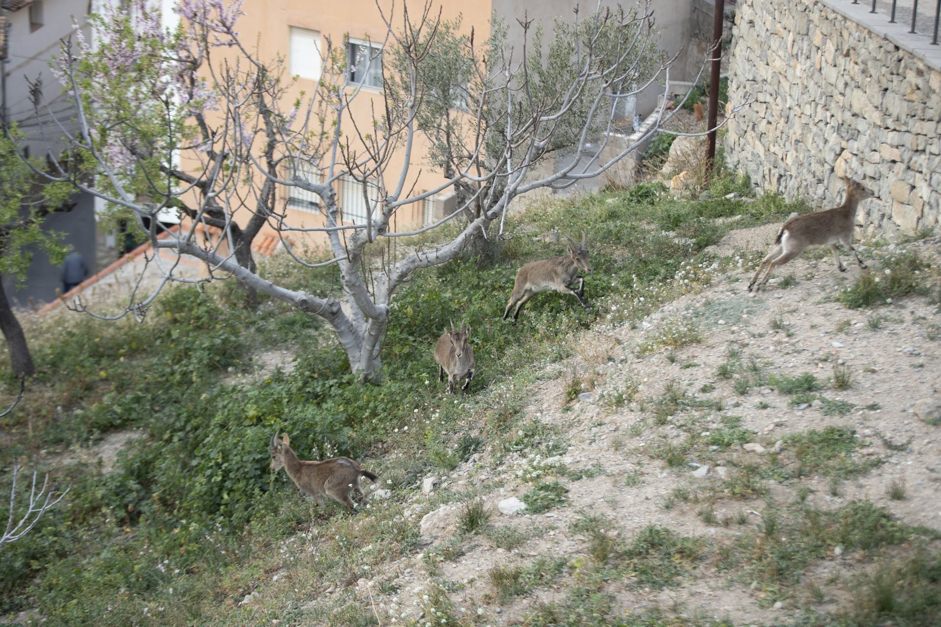FOTOS | Las cabras montesas invaden Jérica