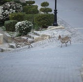 Cabras montesas en el interior del municipio castellonense de Jérica.