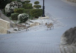 Cabras montesas en el interior del municipio castellonense de Jérica.