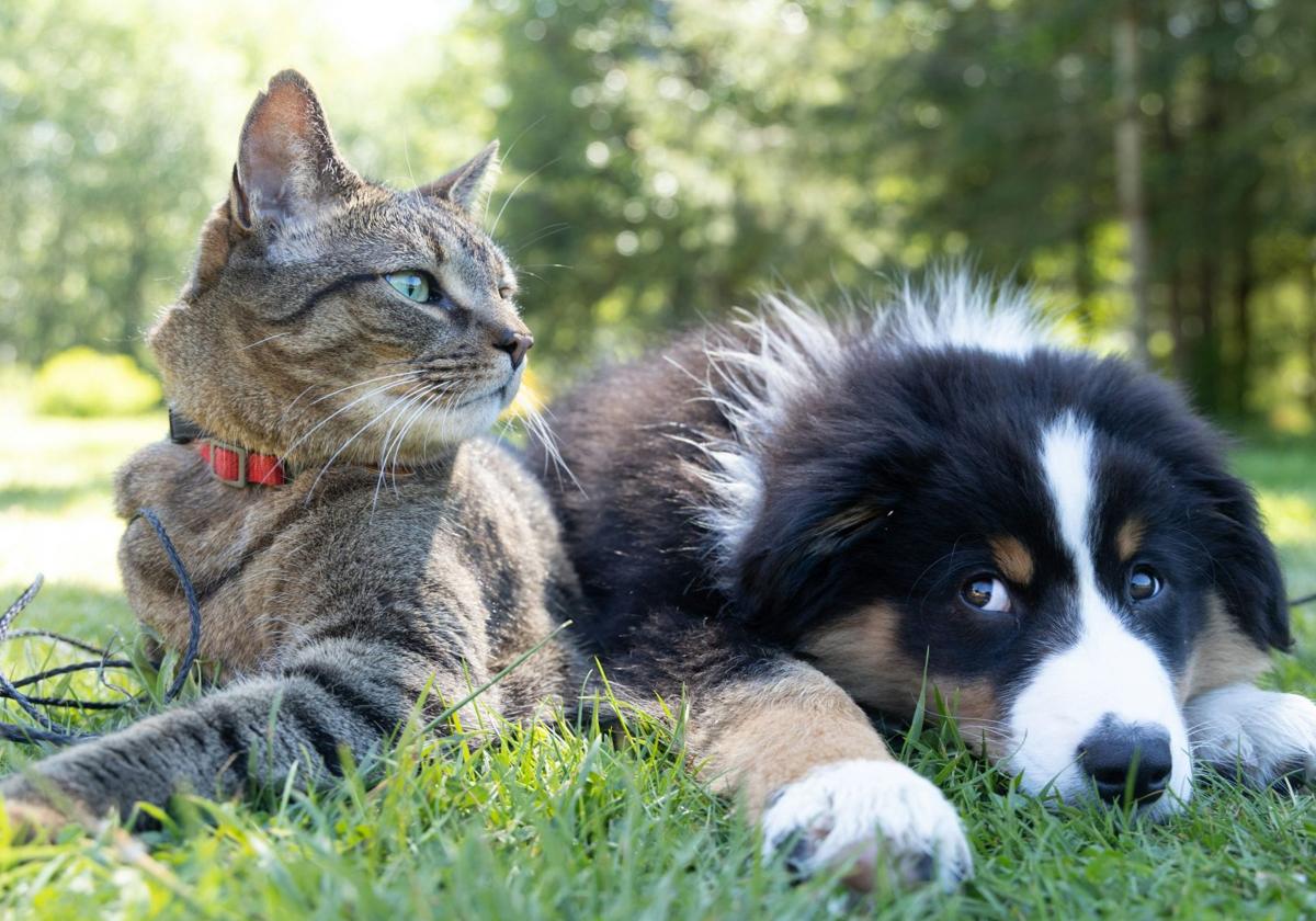 Un perro y un gato en una imagen de archivo.