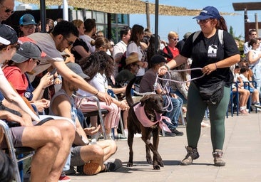 Teo, el perro mestizo al que encontraron desnutrido y deambulando por la calle.