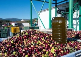 Una garrafa de aceite sobre cientos de aceitunas, en una almazara. Imagen de archivo.
